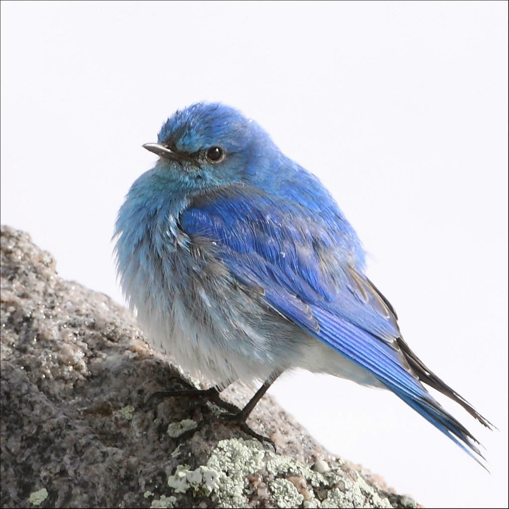 personal takeaways seeing blue bird meaning
