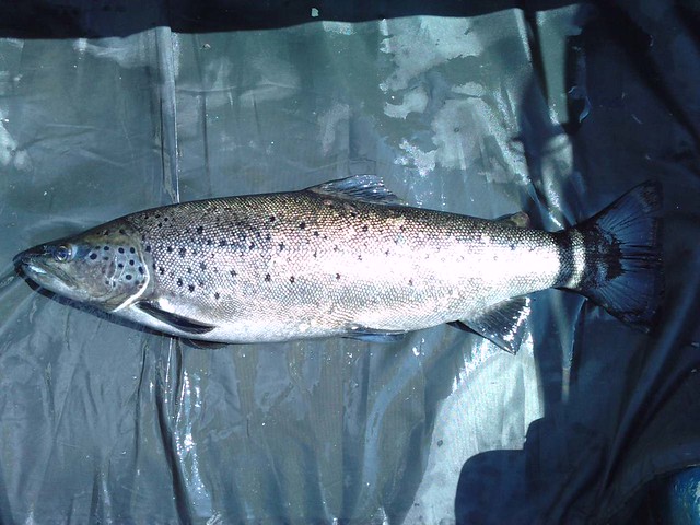 4.5lb ferox trout