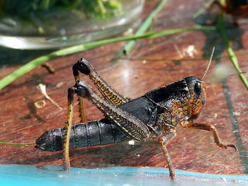 Locusta, A hopper (young locust) of the Locusta migratoria …