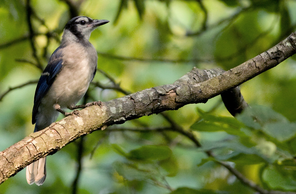 Baby Blue Jay by dr ama
