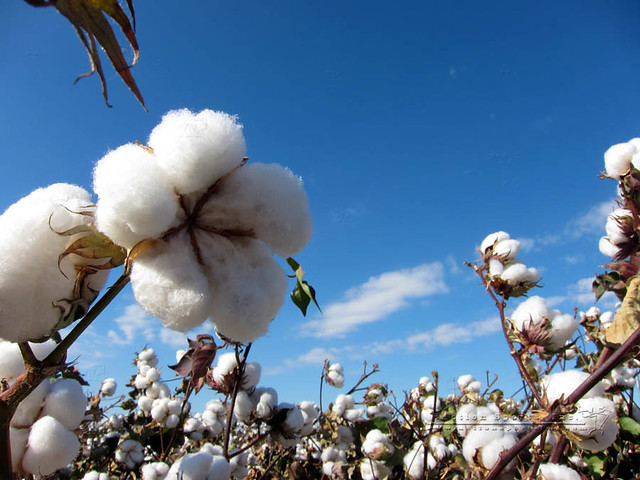 Cotton Plant | Cotton plants in a field against a blue sky | Walter