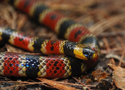 Variable coral snake by Andrew Snyder Photography