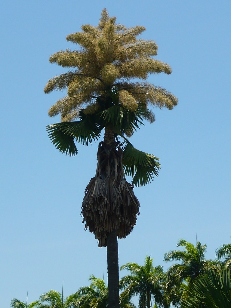 corypha umbraculifera - A linda palmeira do Aterro | Flickr