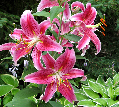 Red Lilies PEI, Canada | New Glasgow, PEI, Canada Let's forg… | Flickr