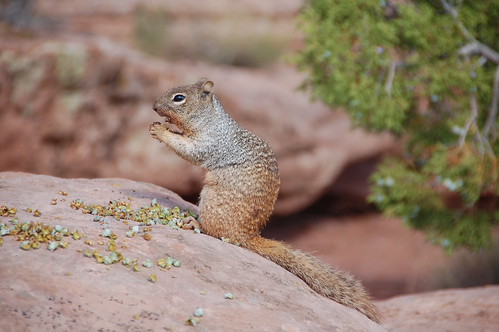 Squirrel | by Paola Pezzati