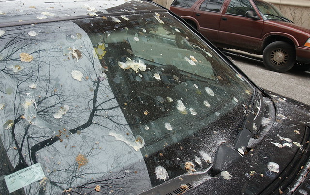 the incredible birdshit windshield