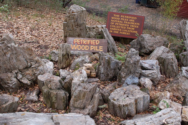 Petrified Wood Pile