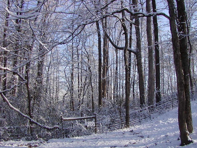 winter scenes 047