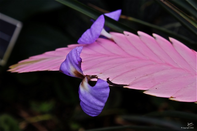 Flowers, Plants & Forests | Flickr