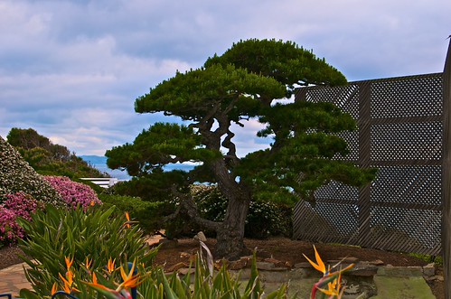 Signature tree | by Martin's Little Shop of Photos