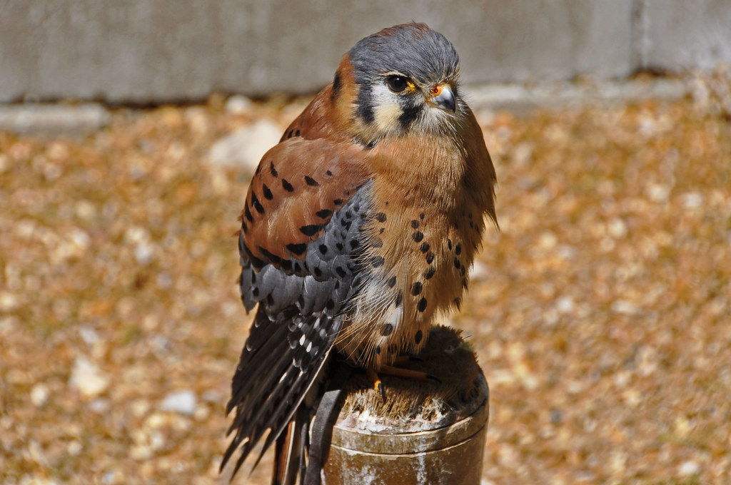 American Kestrel (Falco sparverius) by RkyMtnGrl