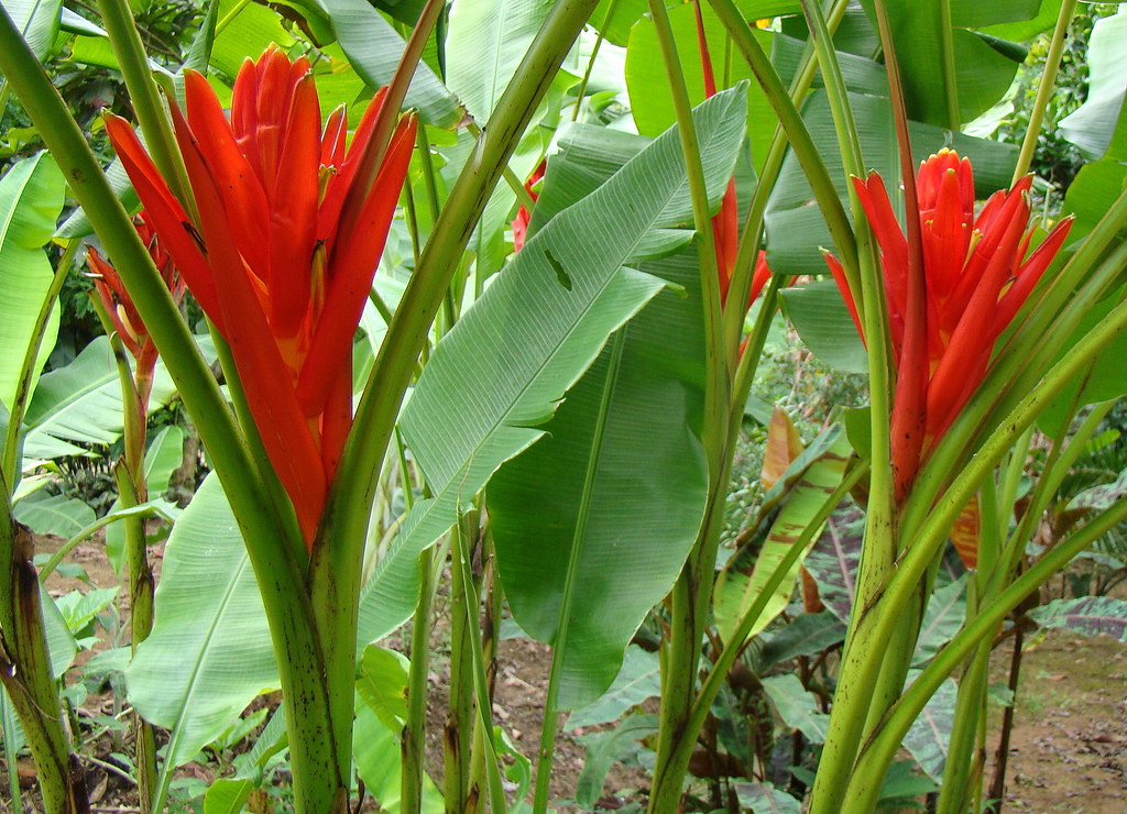 Musa coccinea - Musaceae - Bananeira ornamental - Sítio da… | Flickr