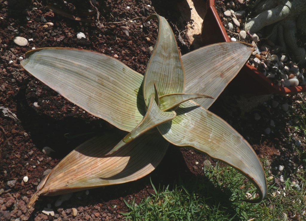 Aloe striata ssp karasbergensis