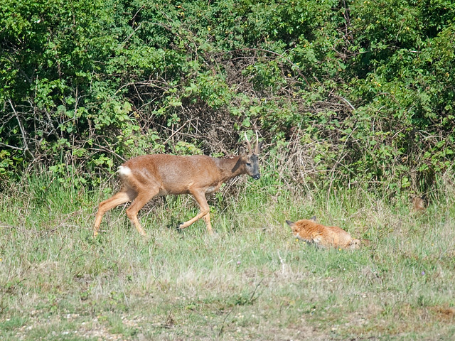 Deer-and-Fox_4