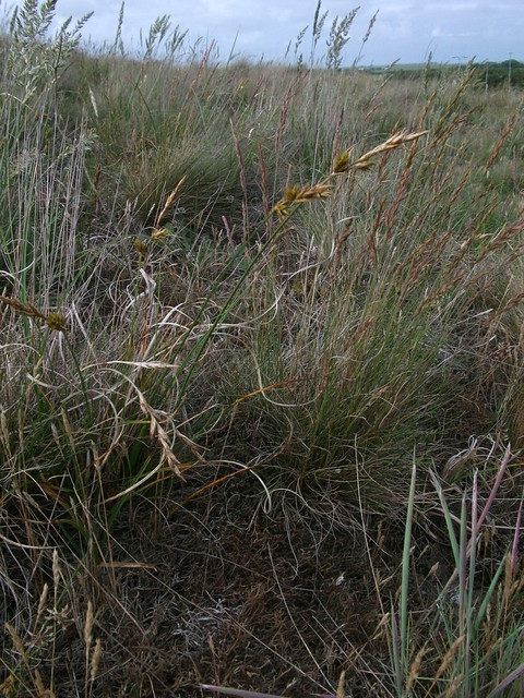 Carex arenaria (Sand sedge / Zandzegge)