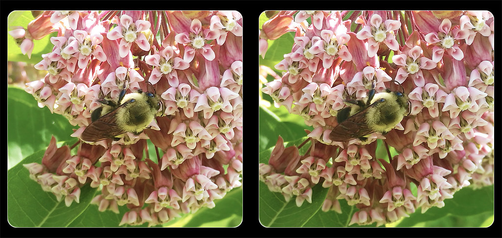 Bumble Bee on Milkweed Flower 2 - Crosseye 3D