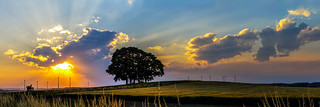 Five Trees at Sunset - Upper Franconia, Germany