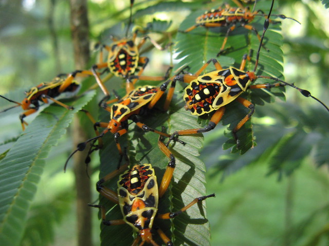 Thasus acutangulus nymphs, Estación Biológica La Selva, Costa Rica