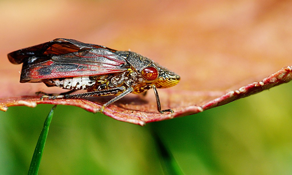 leaf hopper by yeatzee (Officially an adult, but still learning)