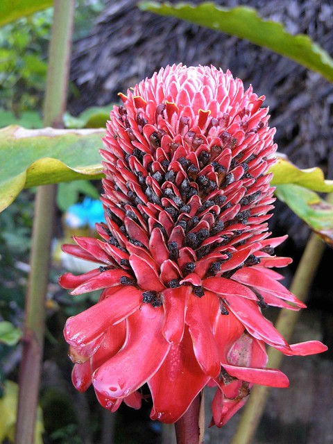 Ginger flower - Flor de Jenjibre; Alto del Valle, Palo Seco, Comarca Ngöbe Buglé, Panamá