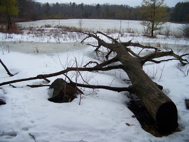 Lost Lake Tree 3 12 10