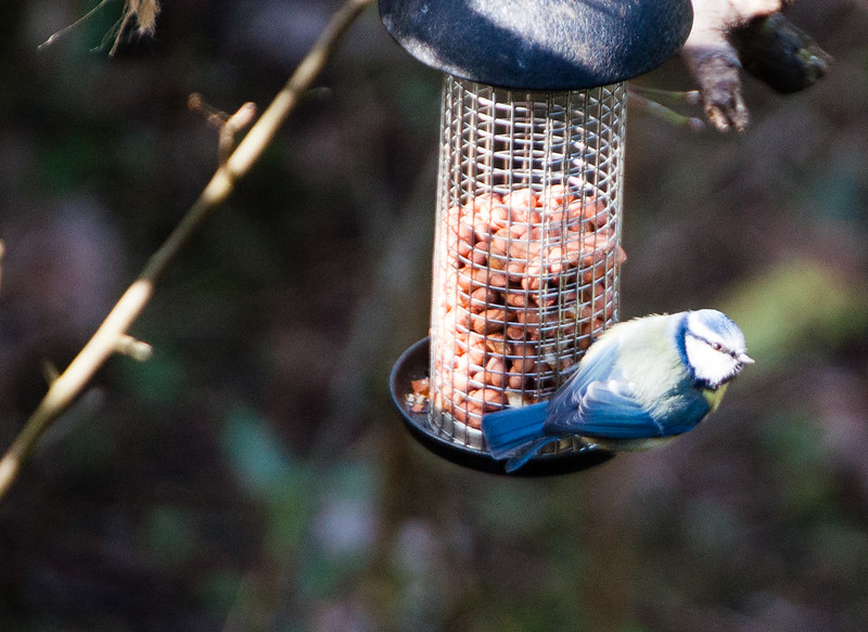 Bluetit