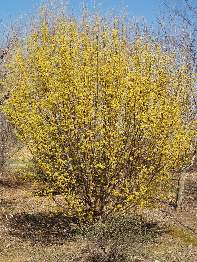 Cornus mas 'Spring Glow' - a photo on Flickriver
