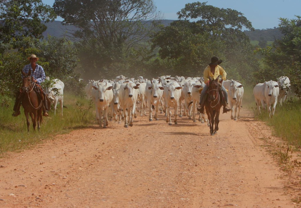 Levando a boiada | Eduardo Hanazaki | Flickr