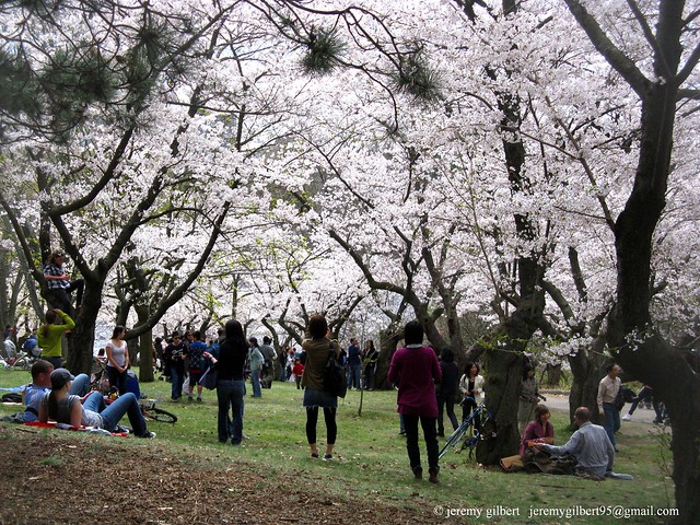 High Park cherry blossoms 2010 1