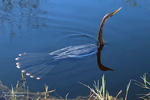 Anhinga Swimming the Waters of Shark Valley, Everglades National Park by D200-PAUL