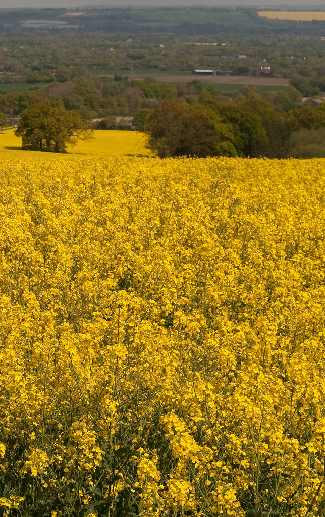 Paddock Wood