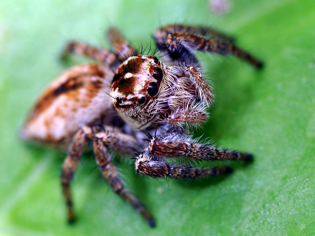 Jumping Spider (Explored)