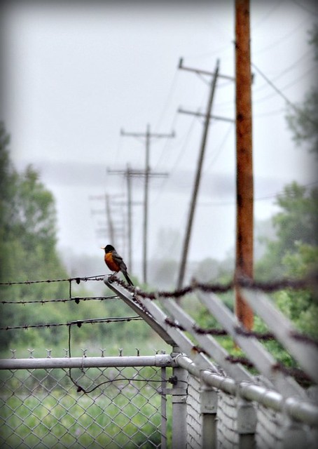 Bird On A Barbed Wire