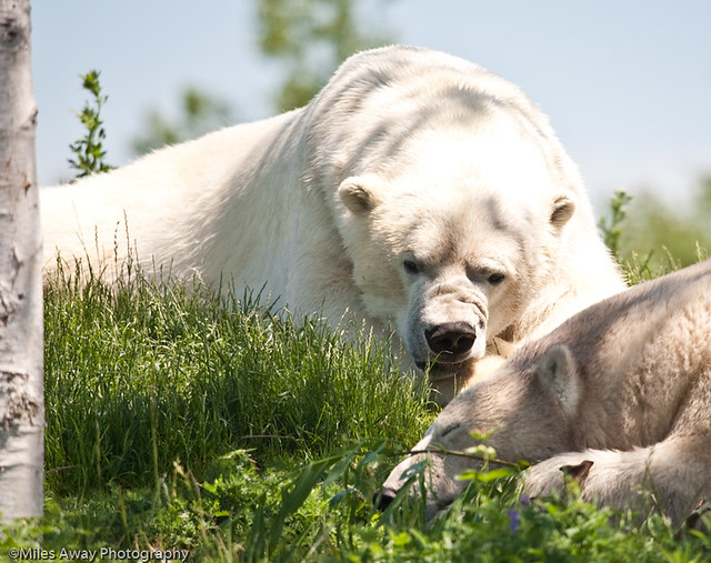 Polar Bear - Bad Dreams?