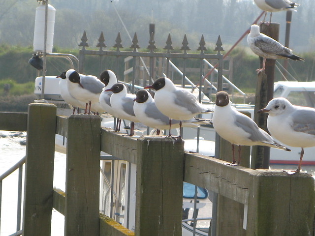 Southwold Gulls