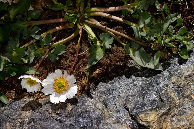 Ranunculus acetosellifolius Boiss. - RANUNCULACEAE - Parque Nacional de Sierra Nevada (Granada) (2)