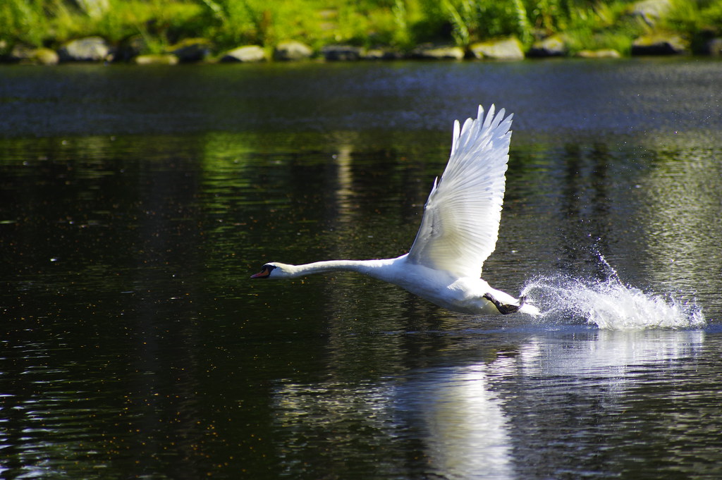 Male swan in Gisketjern
