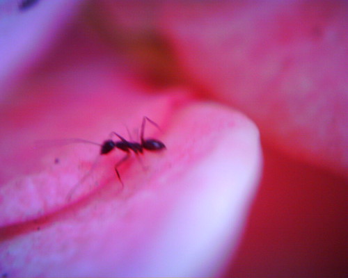 Black On Pink | by a.mystery.of.mister.e