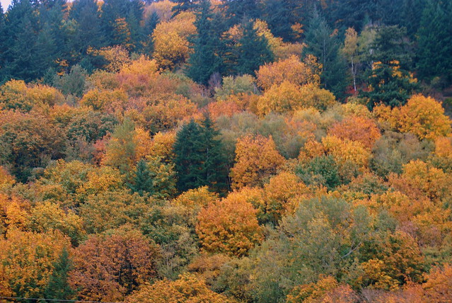 BEAUTIFUL AUTUMN COLORS ON THE STEEP SIDES OF THE MOUNTAINS OF  THE FRASER VALLEY.
