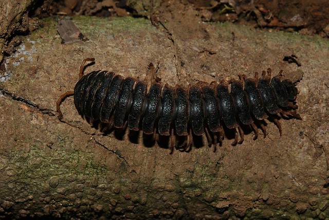 Unidentified Plated Millipede IV