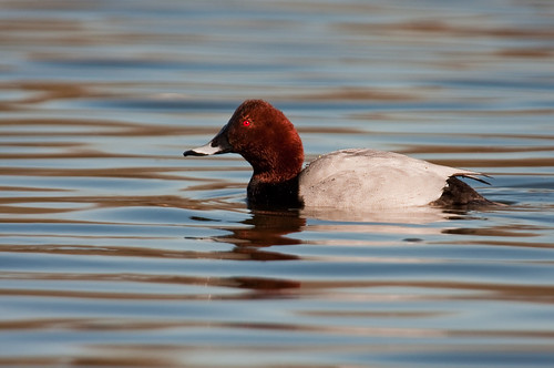 _MG_7178-Edit by Frank Darnell