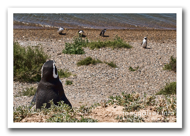 pingüinera, Península Valdés