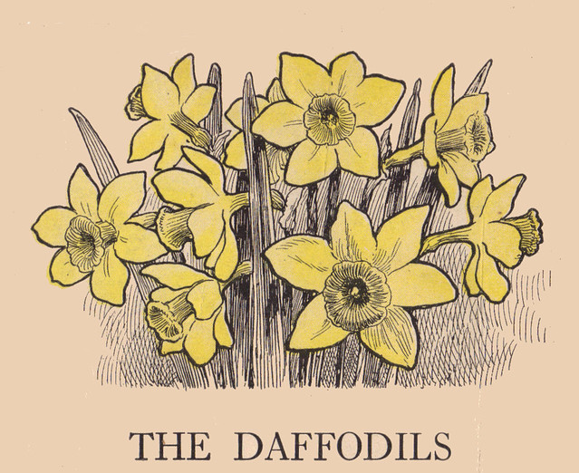 The Daffodils ill by Charles Copeland