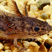 Flickr photo 'Arizona Tiger Salamander, larva, Utah, USA' by: utahmatz.