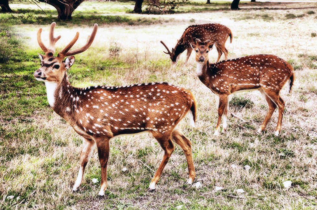 Deer Axis Bucks Fossil Rim Nature Center Glen Rose Texas W… | Flickr