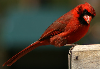 Northern Cardinal | by Stephen Little