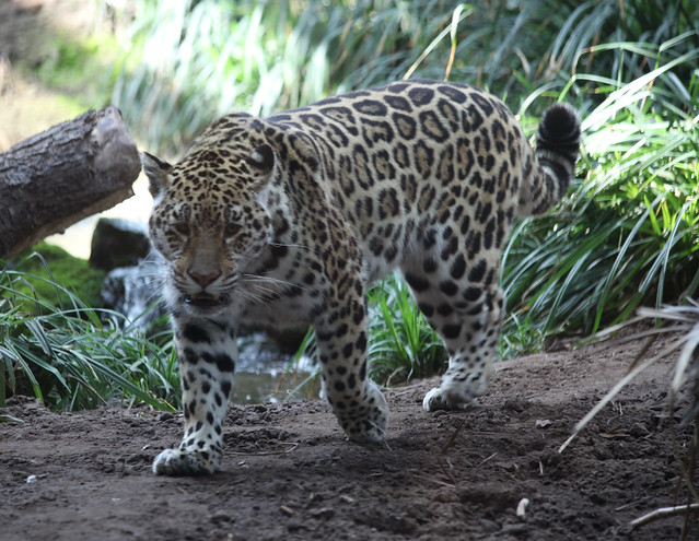 Jaguar prowl