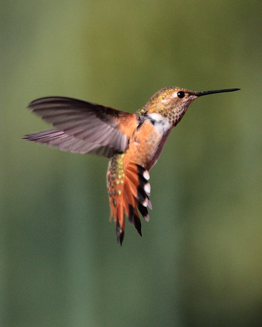Rufous Hummingbird _ 8012