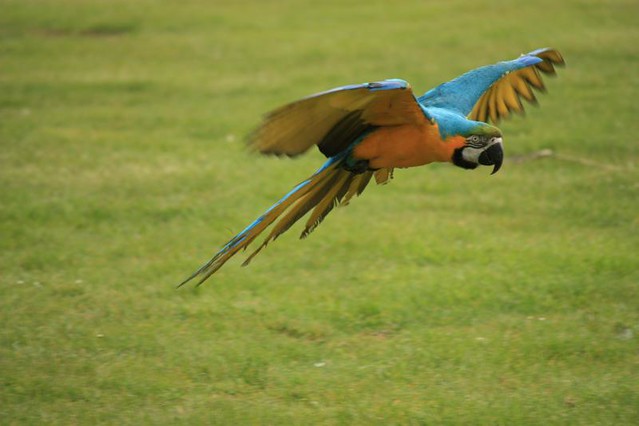 Blue and Gold Parrot