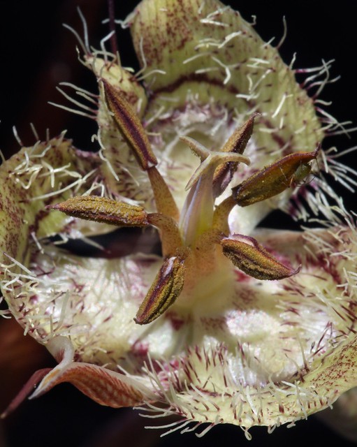 Tiburon Mariposa Lily (Calochortus tiburonensis)